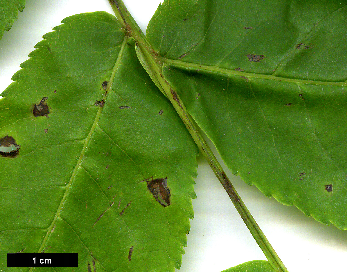 High resolution image: Family: Juglandaceae - Genus: Pterocarya - Taxon: ×rehderiana (P.fraxinifolia × P.stenoptera)